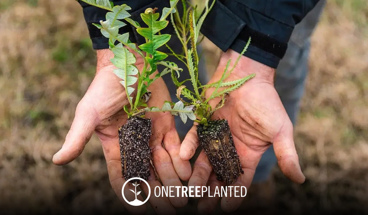Restore the Earth. Plant a Tree Today